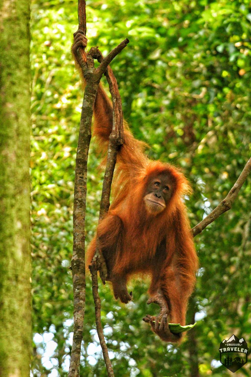 orangutan in indonesia