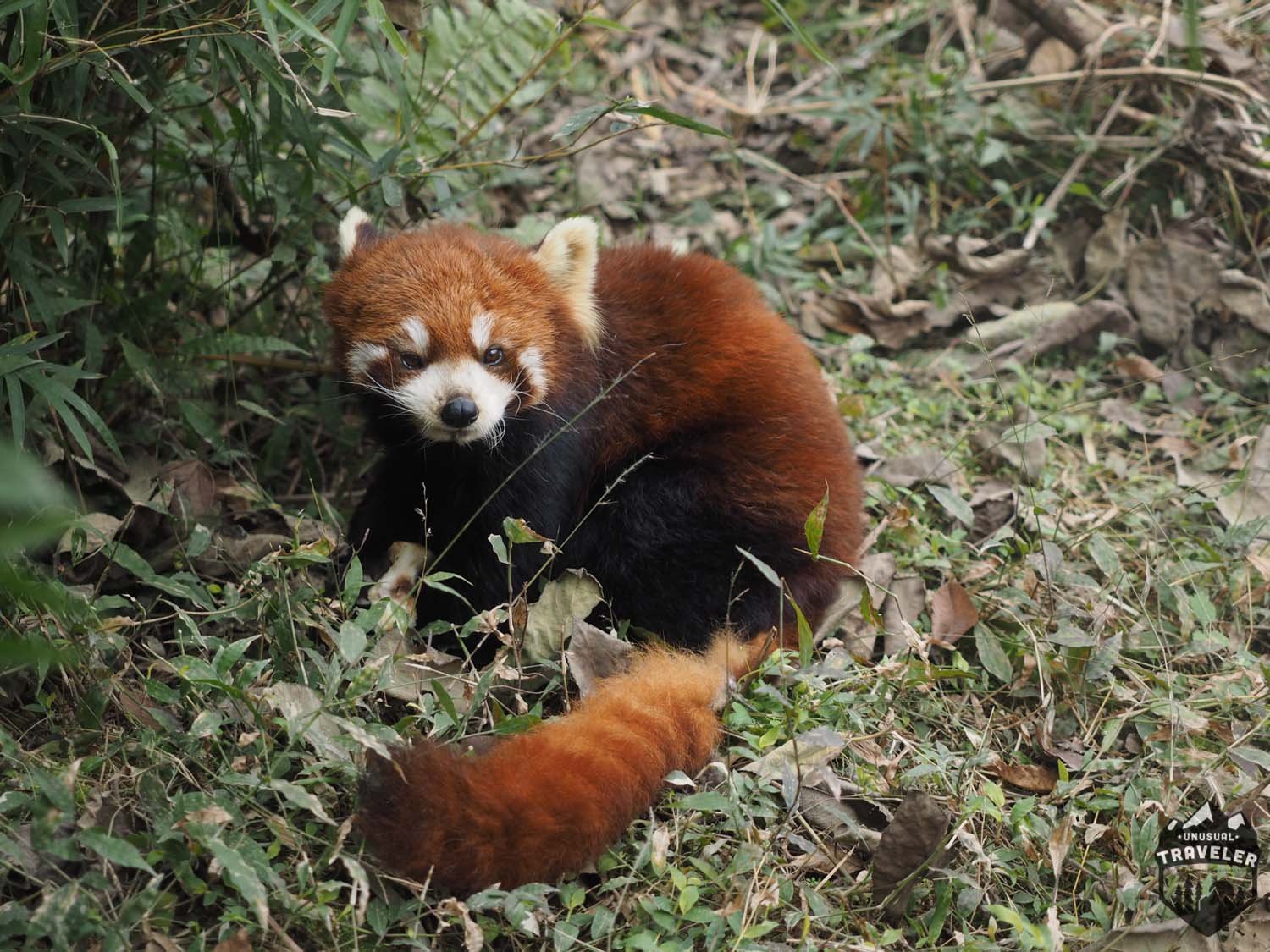Chengdu Home Of The Giant Panda Unusual Traveler