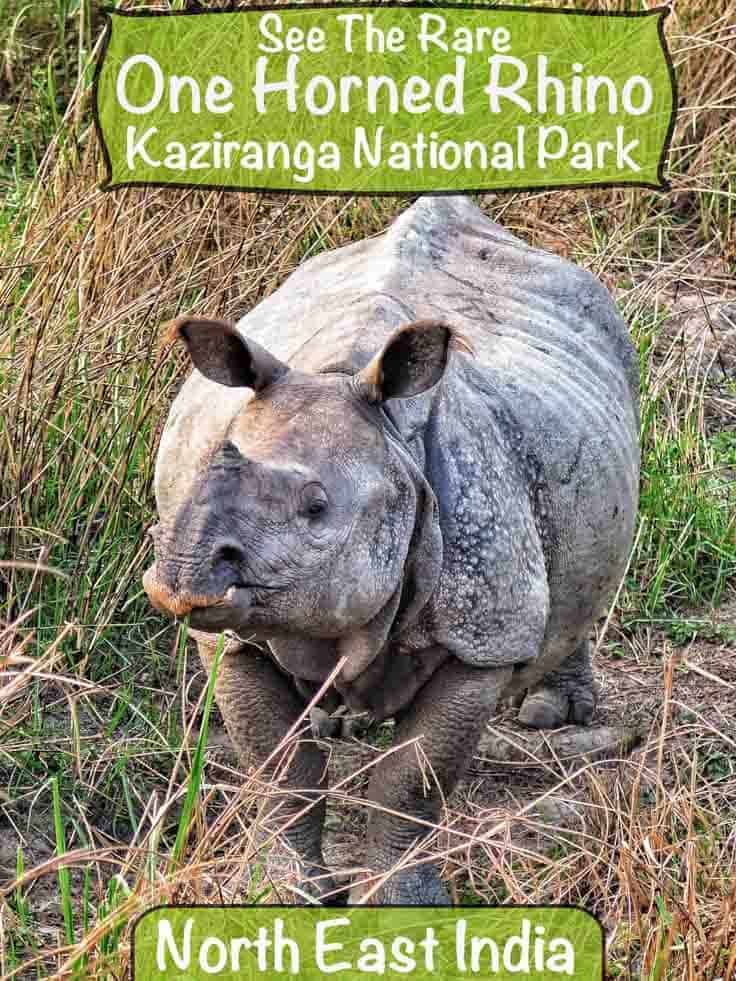 Visit Kaziranga National Park in North East India to see the rare one-horned rhino and maybe tigers