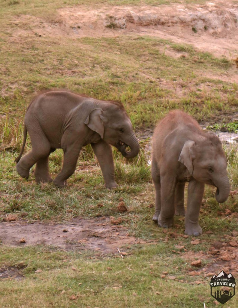 Kaziranga National Park, One horned Rhinos,india,assam,north east india