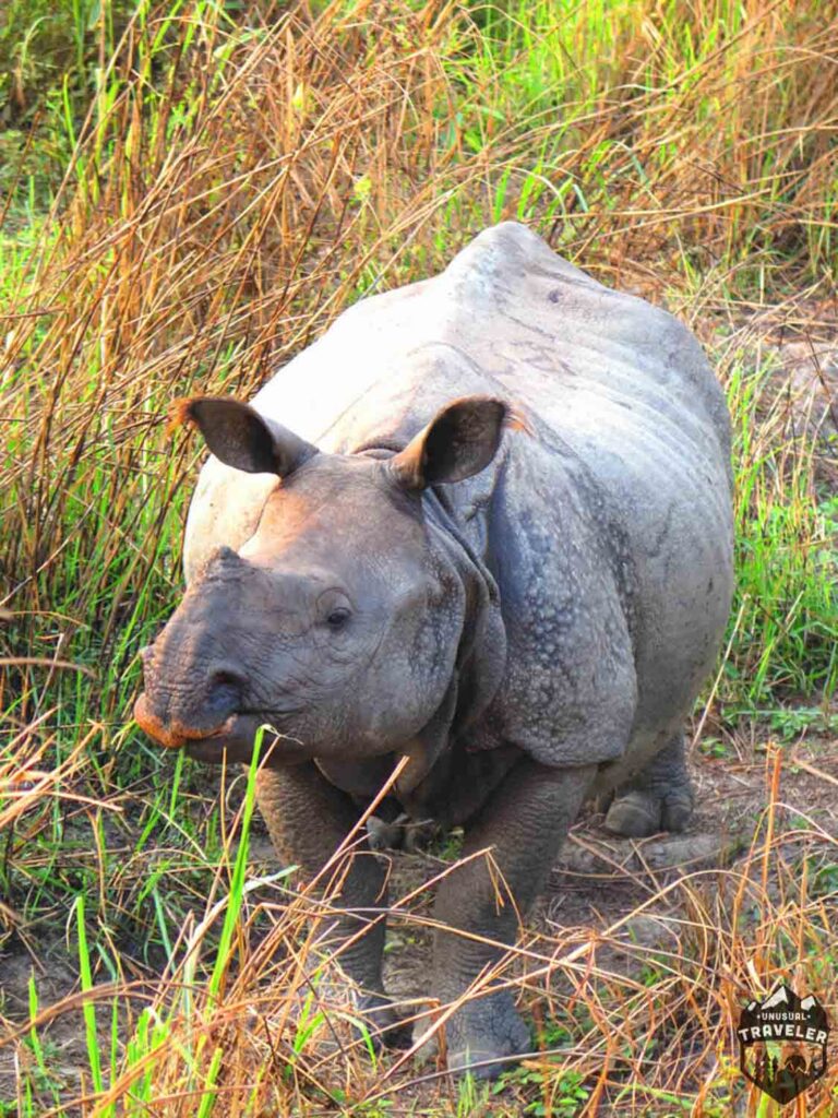 kaziranga national park, horned rhino, rhino, india, kaziranga,assam