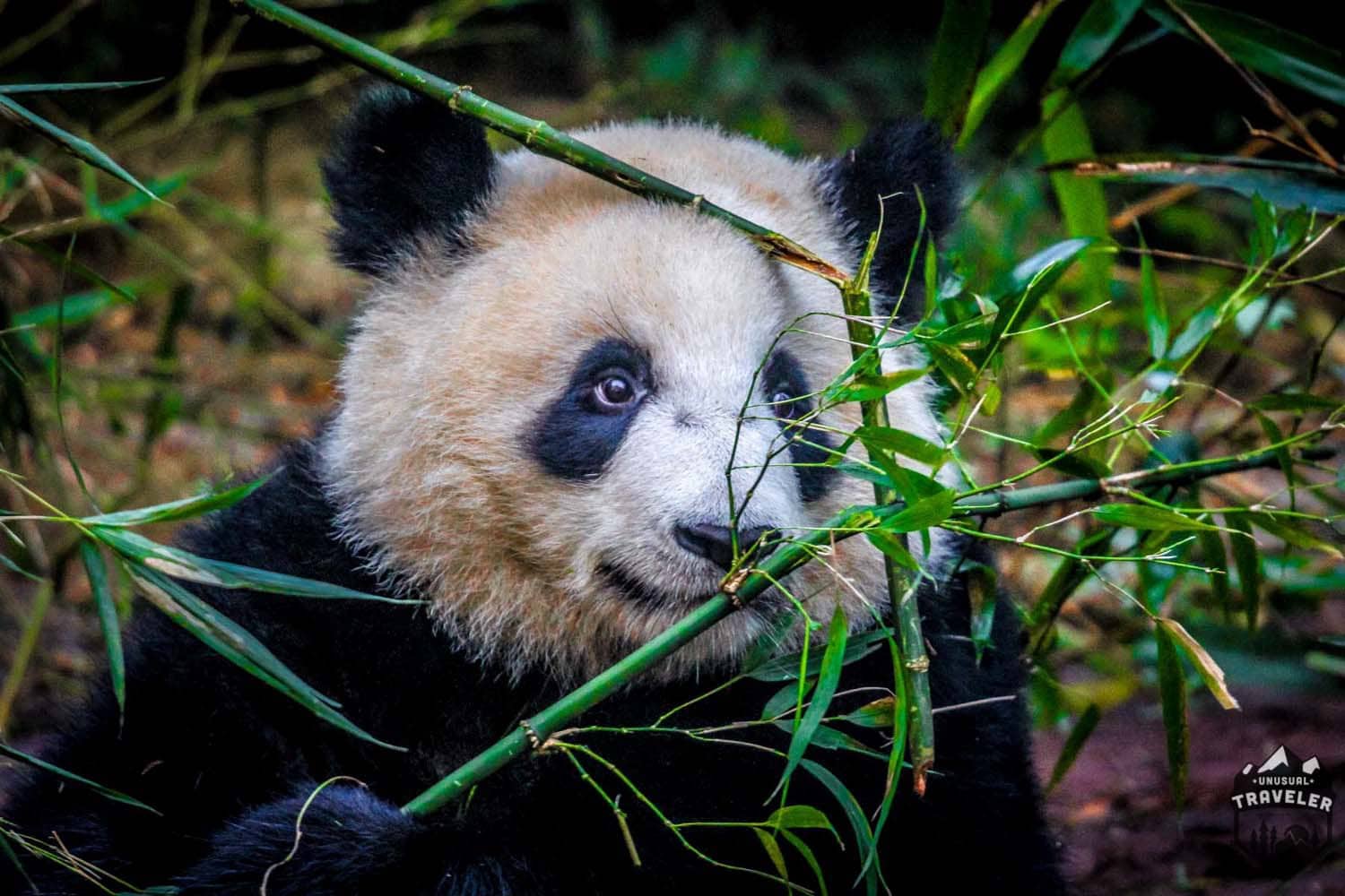 #panda #bamboo #chengdu #china