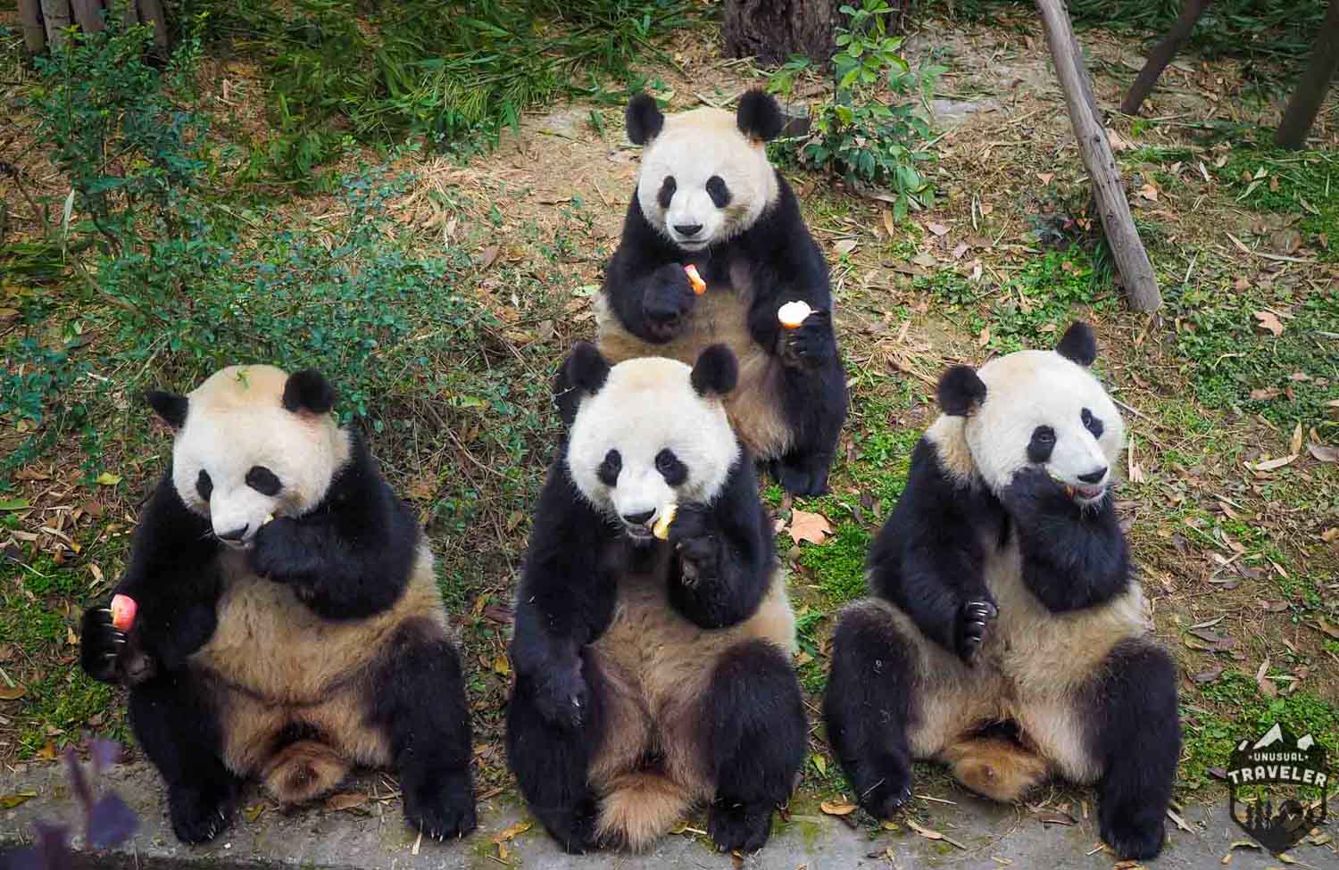 #Panda #Chengdu #China #Cute