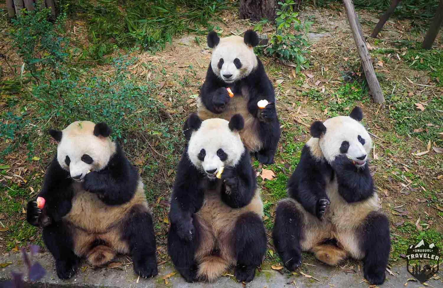 Chengdu: Home of the Giant Panda. | Unusual Traveler