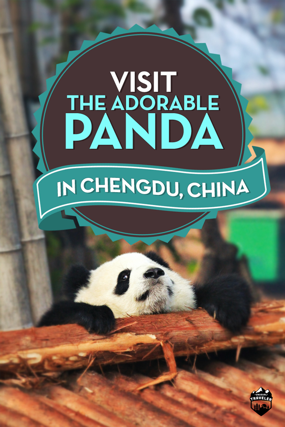 Chengdu Research Base of Giant Panda Center Tour China
