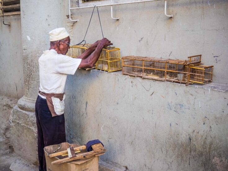 Man putting birds in cages in Havana, Cuba