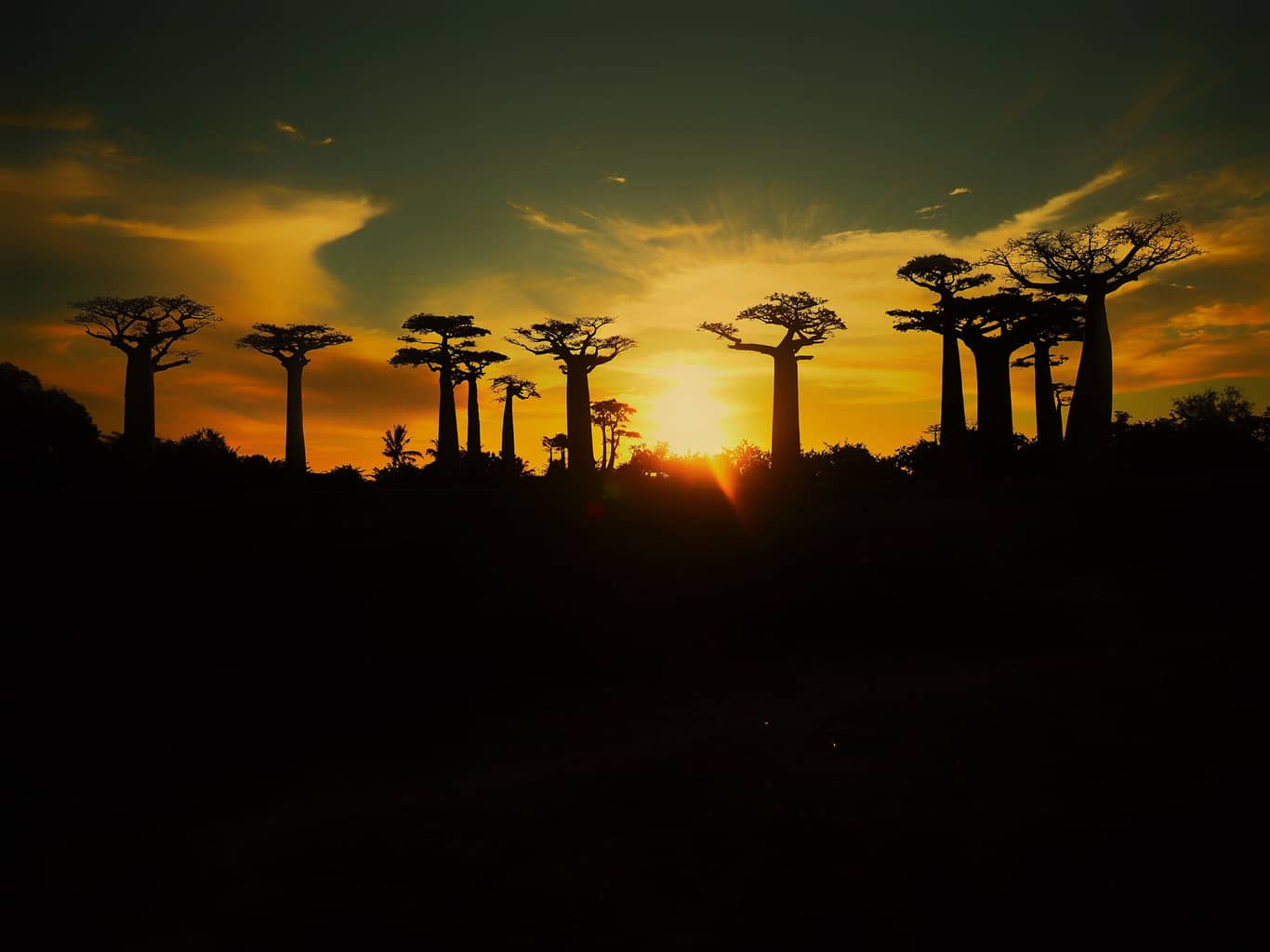 Sunset over the famous Sunset over the Baobabs in western Madagascar.