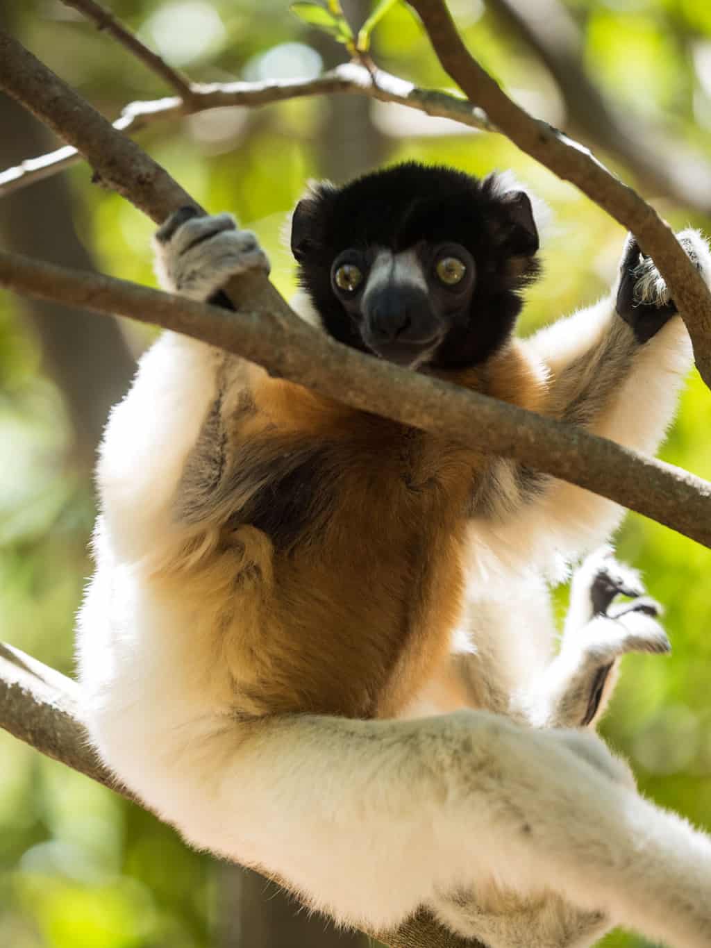 The Crowned Sifaka also native to the north western part of Madagascar. It´s considered Endangered