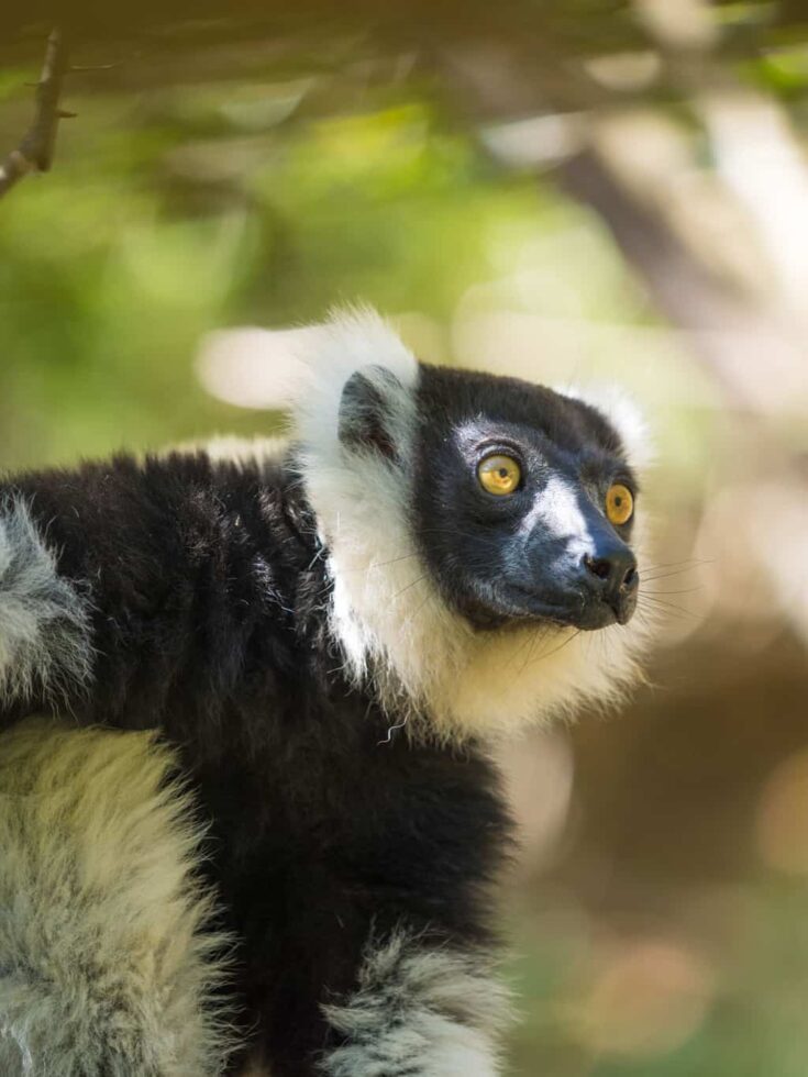 The Critically Endangered Black-and-white ruffed lemur madagascar
