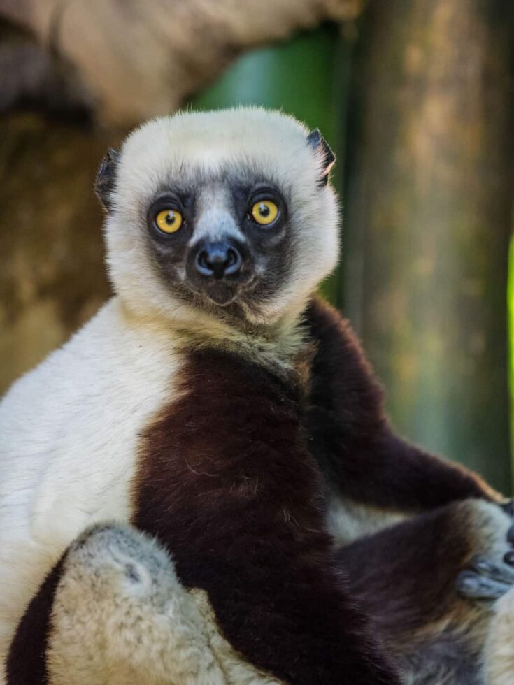 The Coquerel's Sifaka, native to north West part of Madagascar