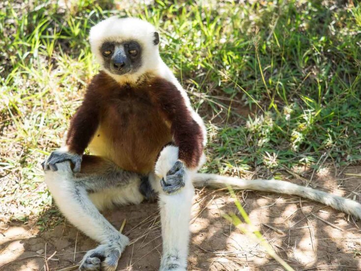Don´t mind me, Im just sitting here in the middle of your walkway. AvCoquerel's sifaka
