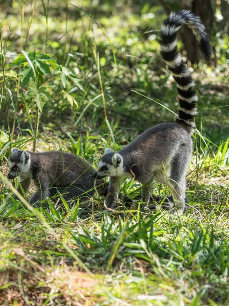 The Ring-tailed lemur Madagacar
