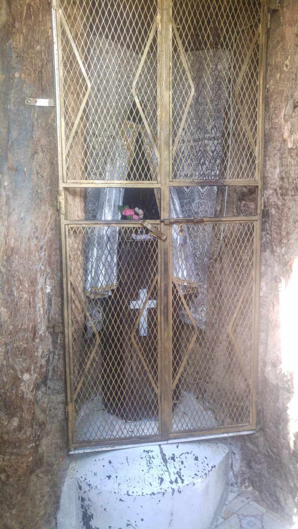 The Holy tree of The Shrine of our lady of Dearit in eritrea