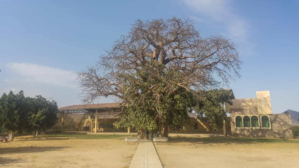 The Holy tree of The Shrine of our lady of Dearit. in eritrea