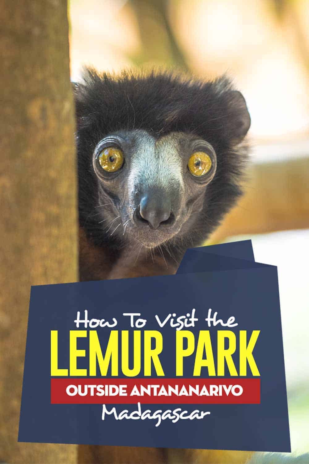 Travel Guide to See Lemur in the Lemurs outside the capital of Madagascar. #madagascar #africa #wildlife #animals #lemur