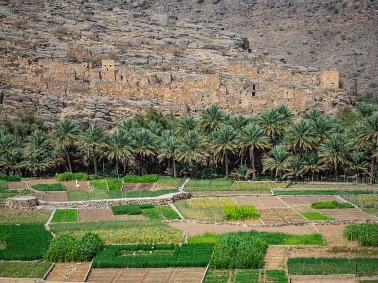 Farmland on the way to Jebel Shams in Oman