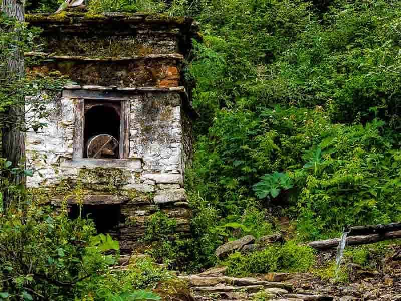 nature in Bhutan is taking over