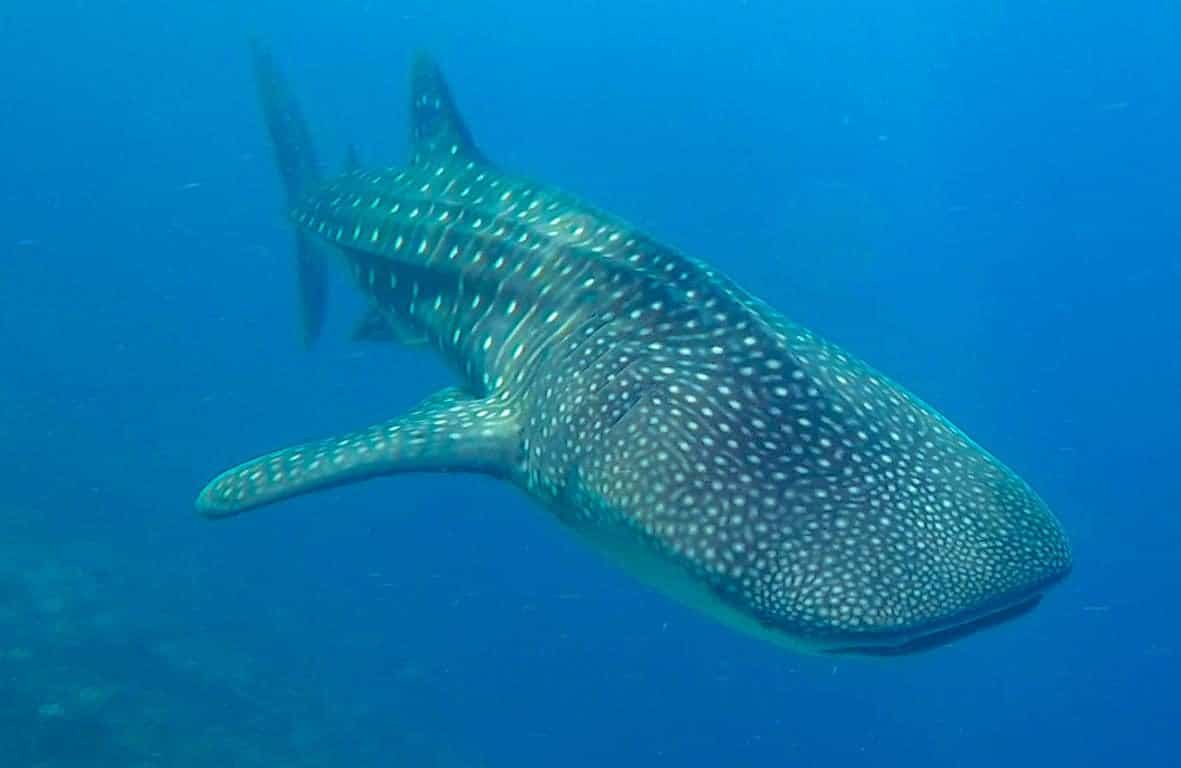 Dhigurah whale shark in the Maldives