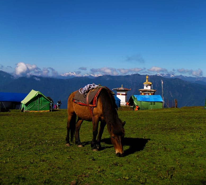 horse in Bhutan