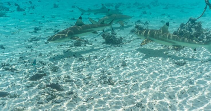 You will get pretty close to reef sharks in French Polynesia