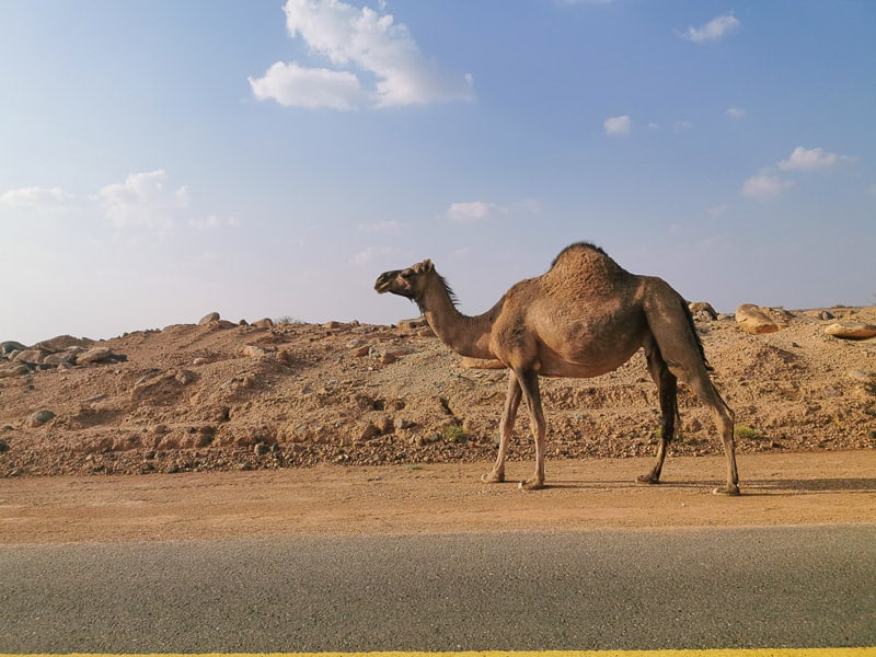 Camels Saudi Arabia