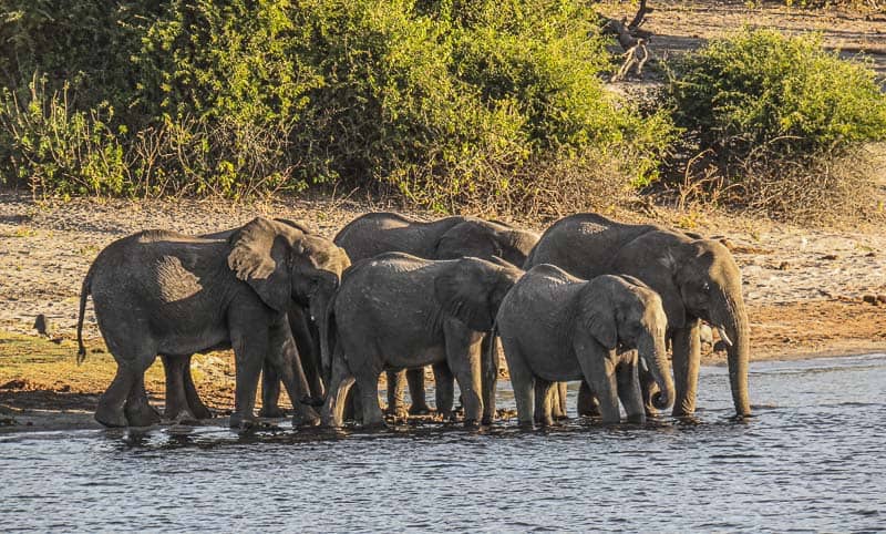 A Group of Elephants in Chobe national Park Botswana