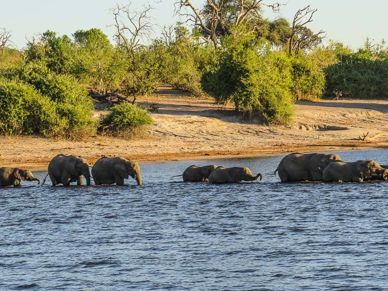 A group of elephants chobe national park Botswana