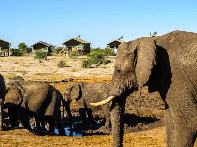 Elephant-Sands Botswana Africa