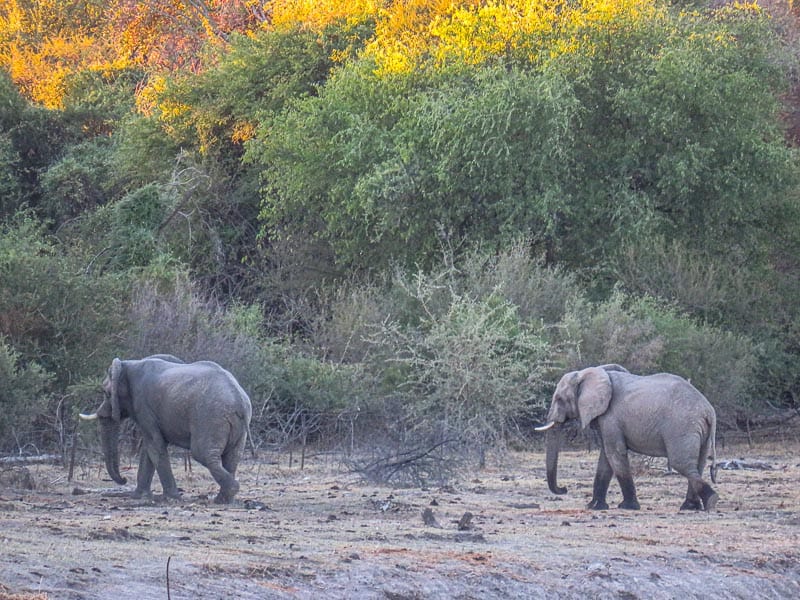 Wild Elephants in Botswana