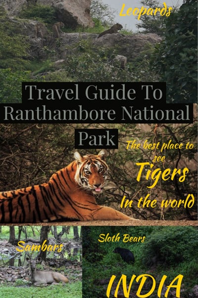 travel guide to Ranthambore national park in Rajasthan india, maybe the best place to see wild tigers in the world.