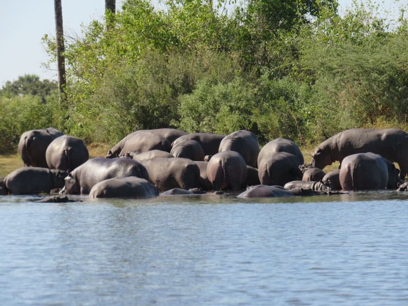 You will see a few Hippos in Okavango delta Botswana