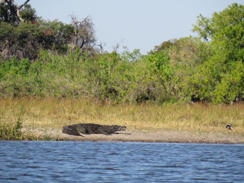 a nile crocodile in Botswana