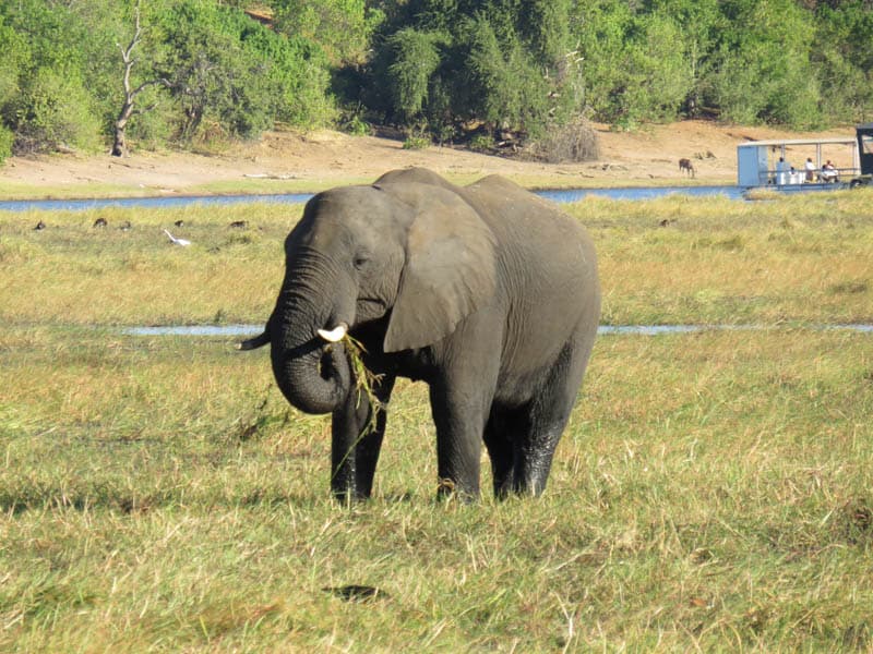 A elephant in Chobe National Park botswana