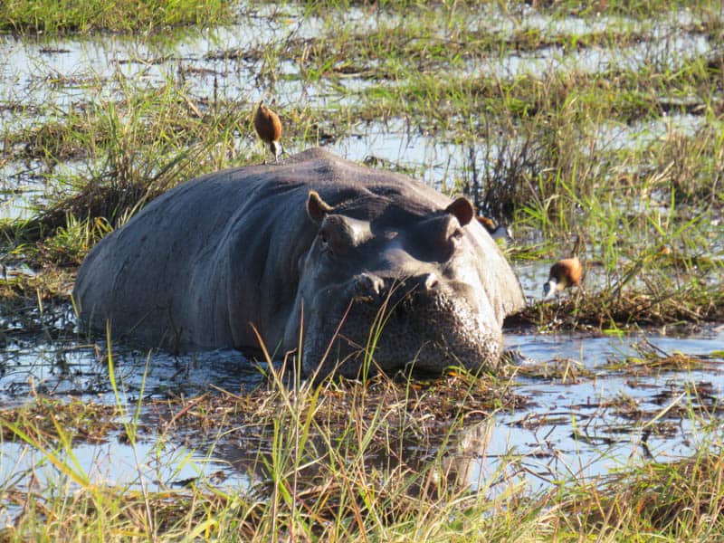 A hippo in Chobe National Park botswana