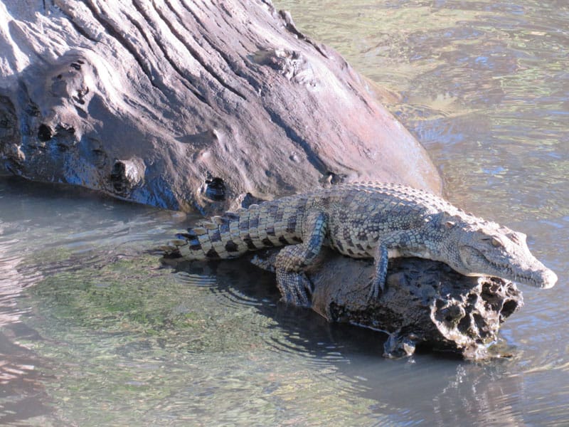 Nile crocodile in botswana