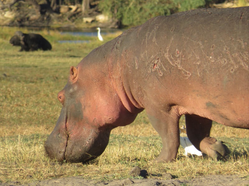 A hippo closed, a bad of scars from boat propeller Botswana