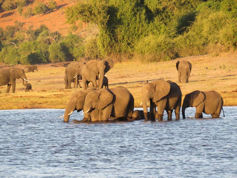 Elephants in botswana africa