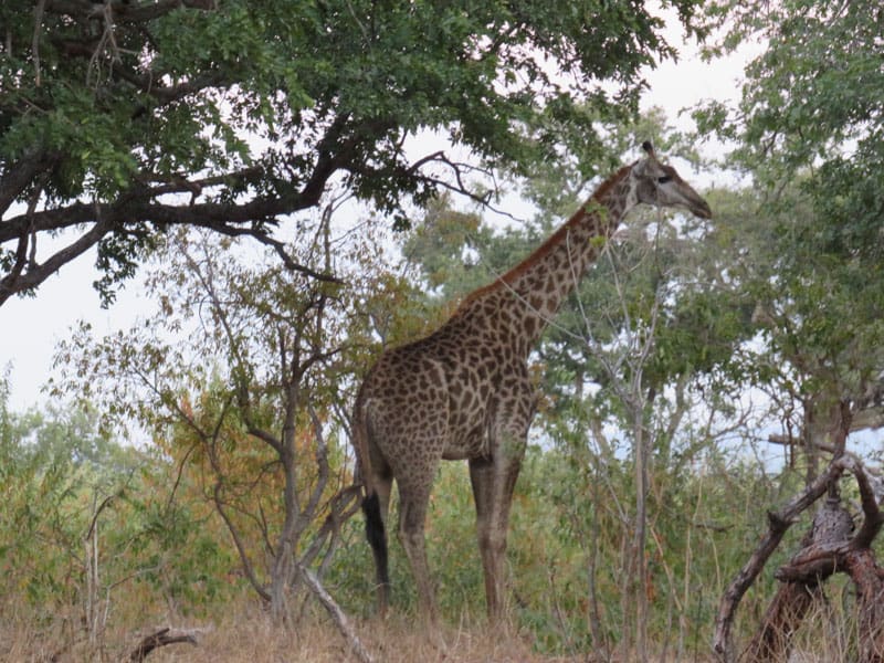 a giraffe in chobe national park Botswana