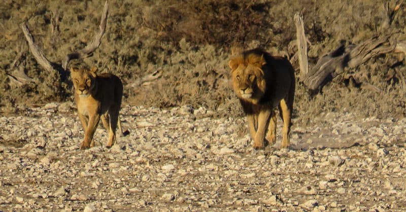 Two lions in Etosha national park.