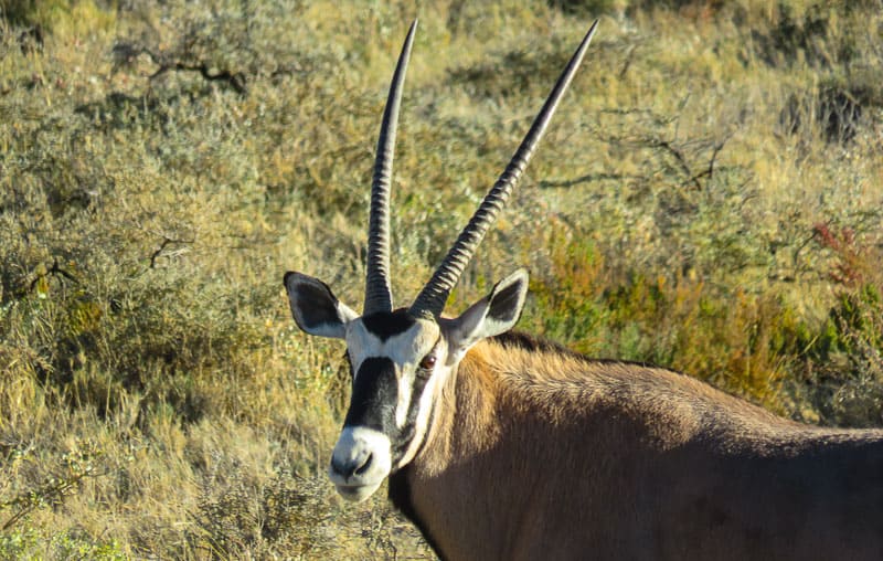 Namibia Oryx