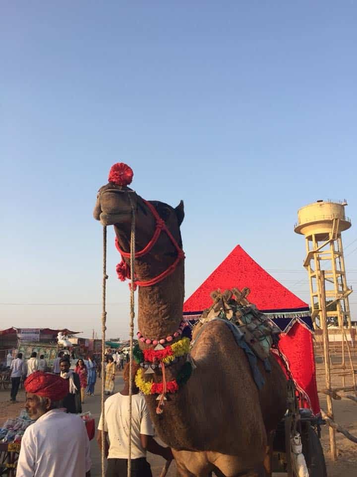 a decorated camel