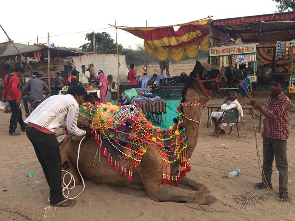camel decoration in Pushkar