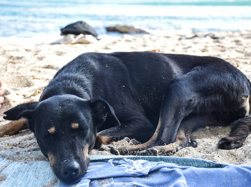 dog relaxing on the beach in Sri Lanka