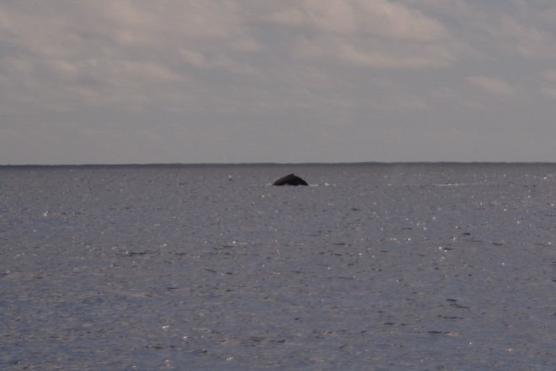 humpback whales around Niue