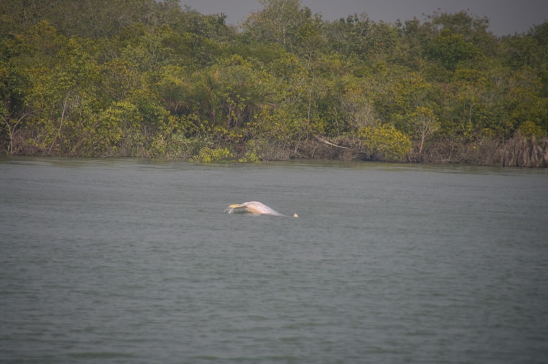 Pink River Dolphin in Sundarbans national park india