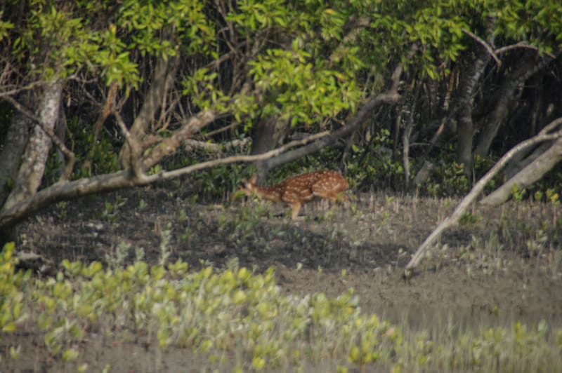 Chital deer in Sundarbans National Park in india