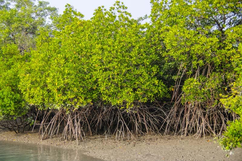 Sundarbans mangrove forest in india