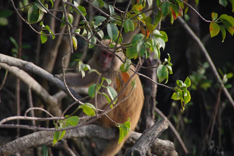 Sundarbans monkey