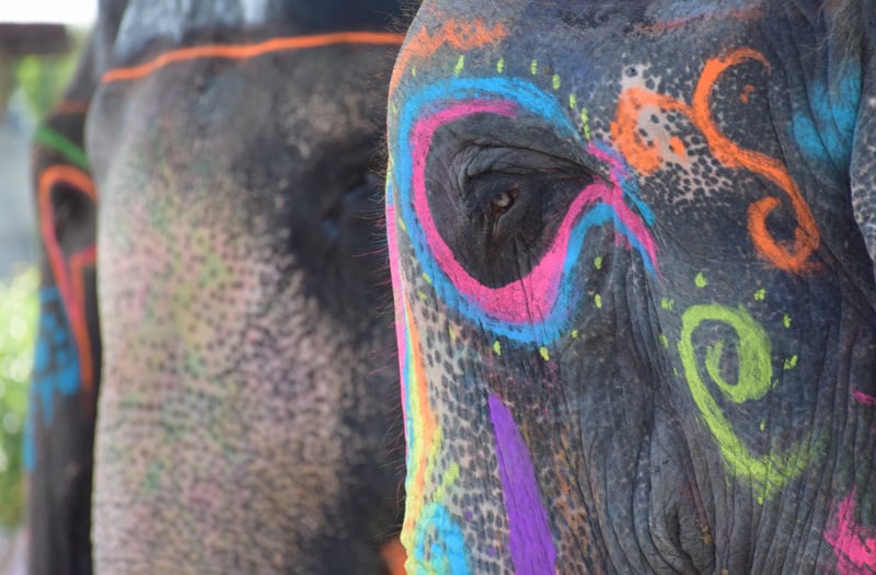 A decorated Elephant in Jaipur