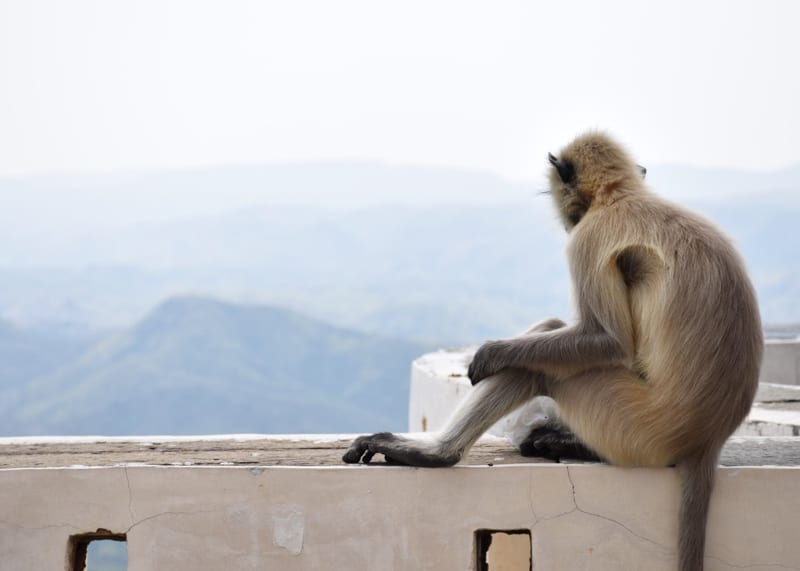 a monkey having a rest in Udaipur